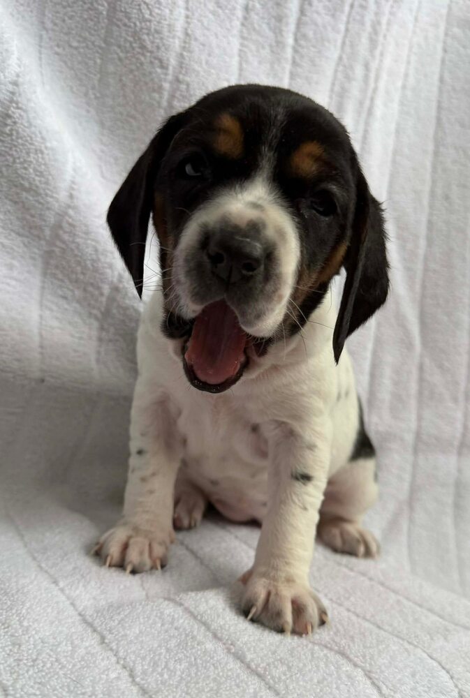 Beagle