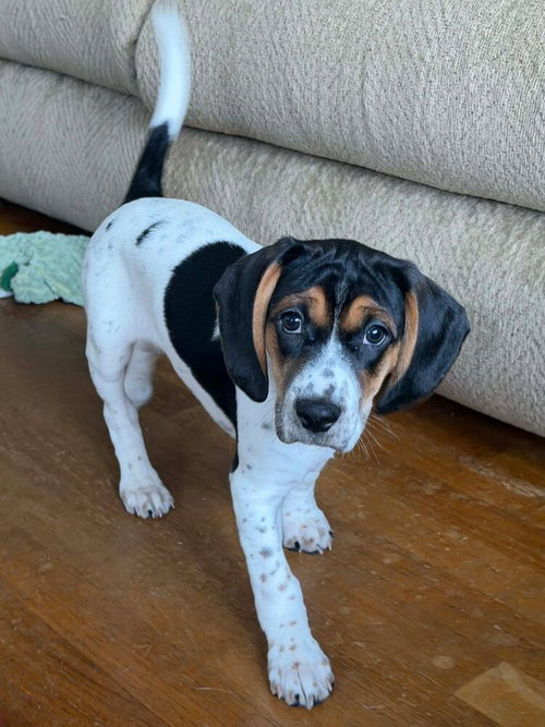 picture of the dog needing adoption