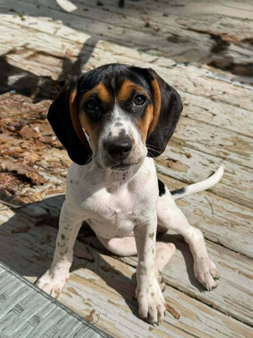 Jasmine (AL), an adoptable Beagle in New York, NY