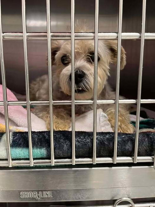 Luigi (GA) — thumbnail 3
