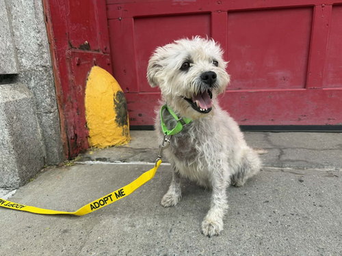 Luigi (GA), an adoptable Poodle in New York, NY