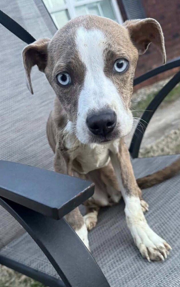 Zoey (nc)