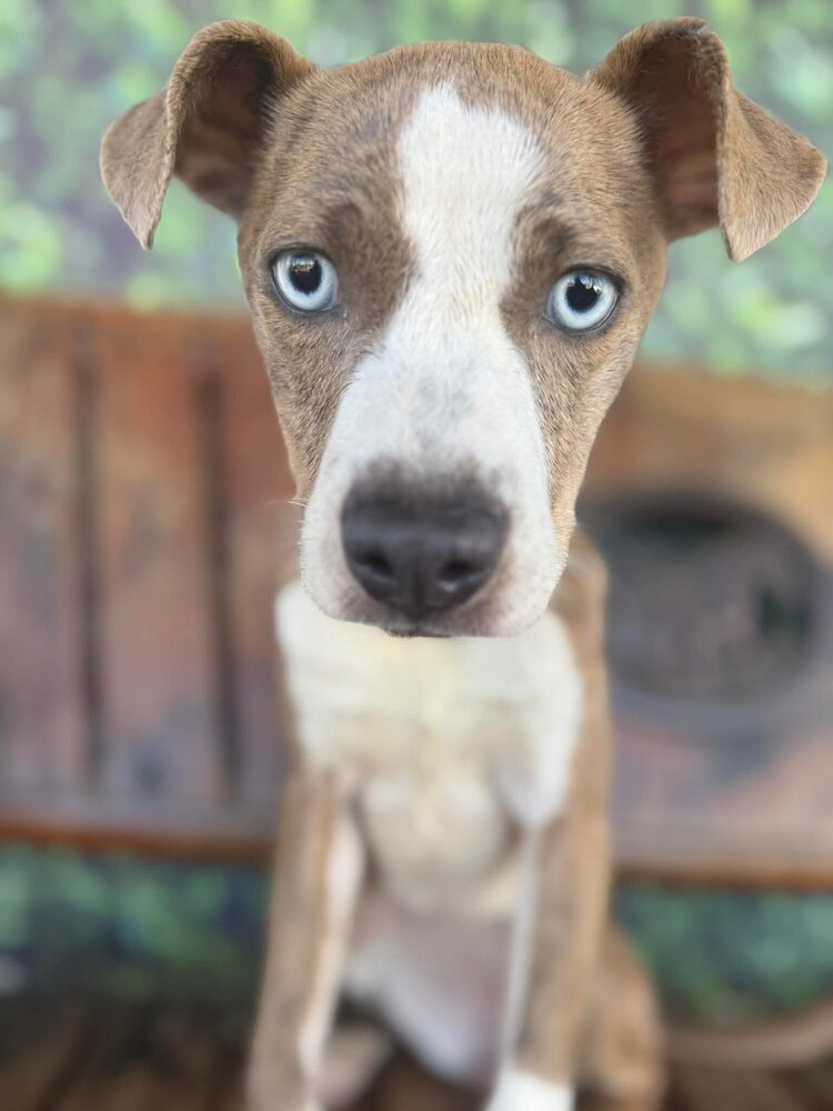Zoey (NC) Image