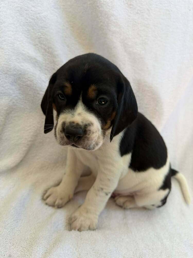 Beagle