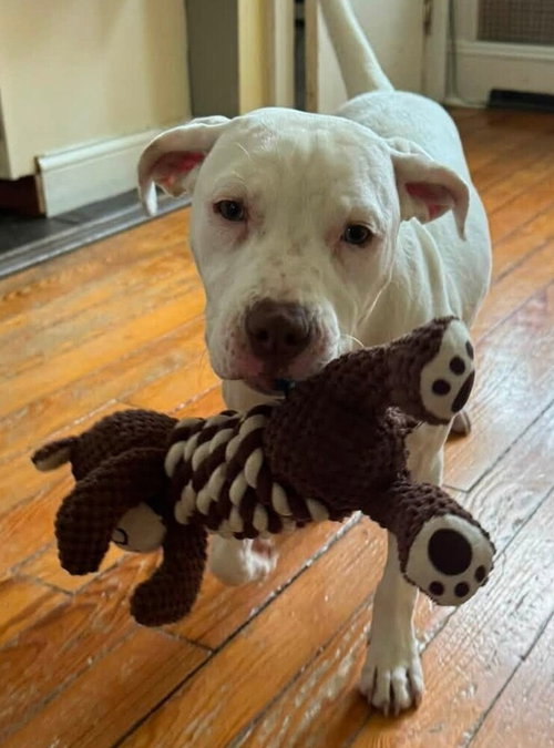 Elsie (GA), an adoptable Pit Bull Terrier in New York, NY