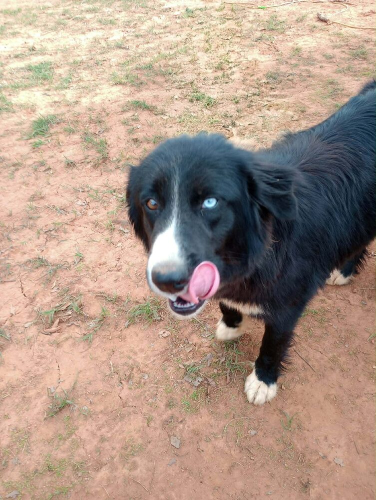 Border Collie