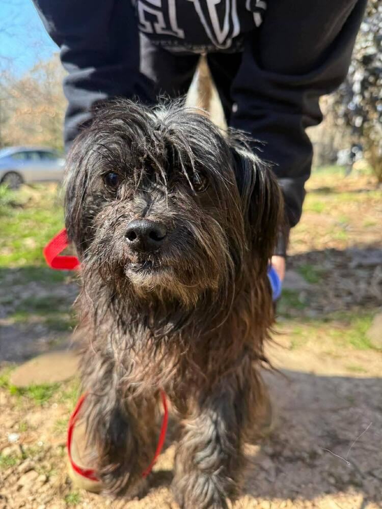 Shih Tzu