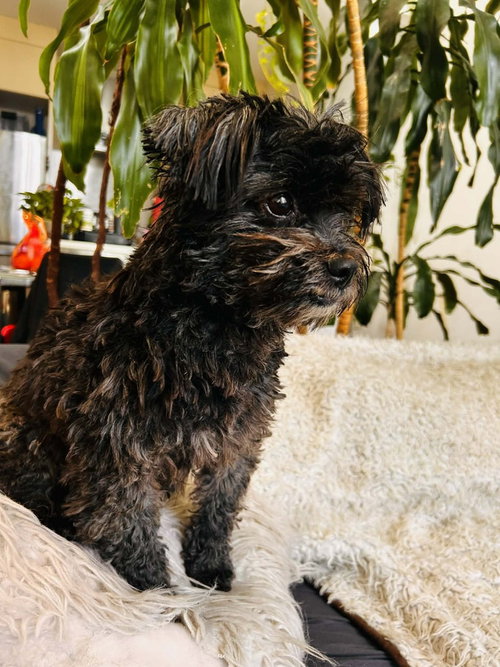 Manny (AL), an adoptable Shih Tzu in New York, NY