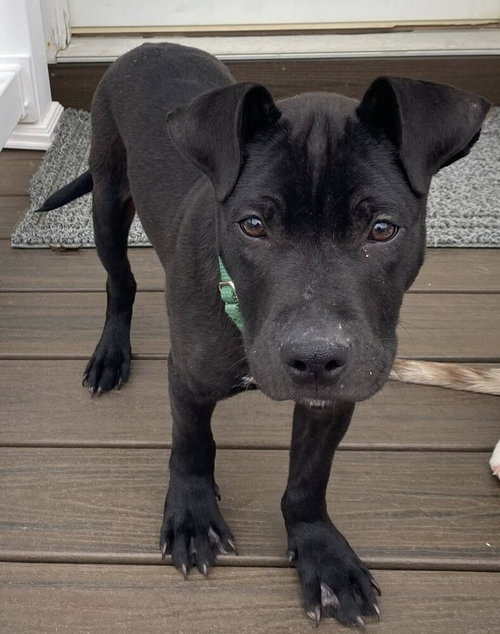 picture of the dog needing adoption