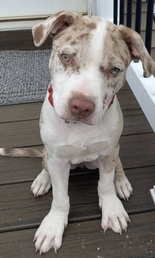 Faith (GA), an adoptable Labrador Retriever in New York, NY