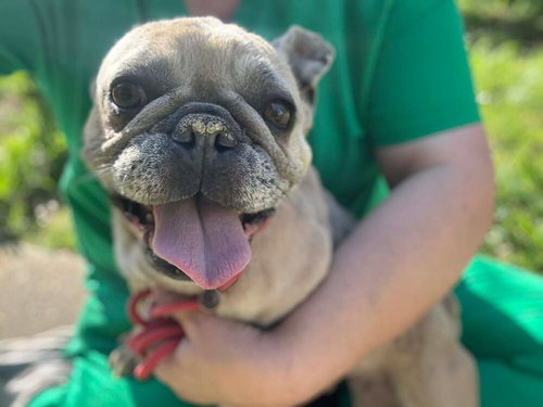 picture of the dog needing adoption