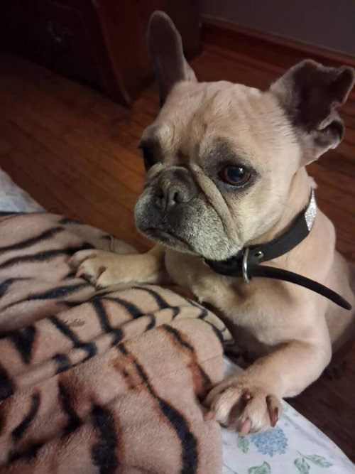 Joy (GA), an adoptable French Bulldog in New York, NY