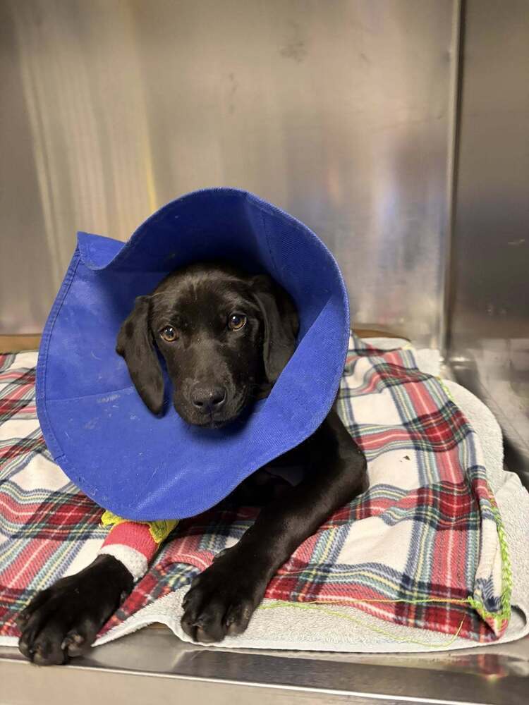 Labrador Retriever