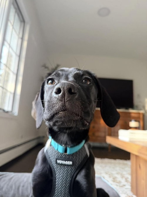 picture of the dog needing adoption
