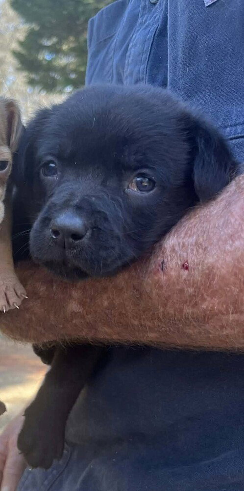 Labrador Retriever