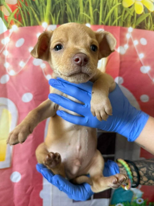 picture of the dog needing adoption
