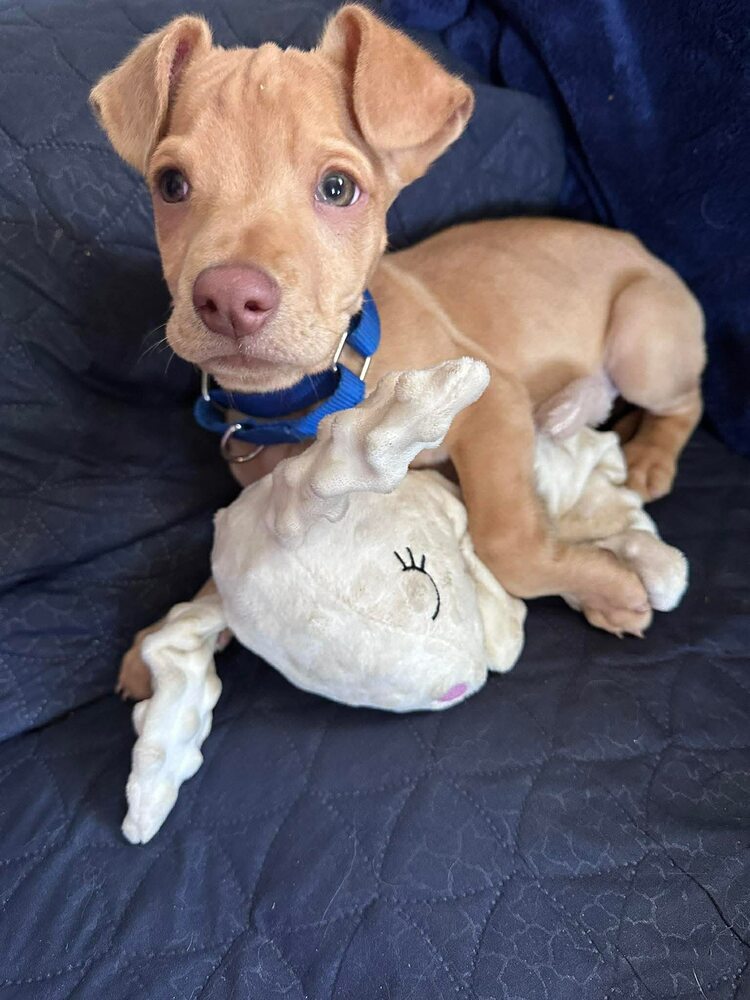 Peanut (AL) Image