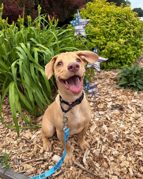 Peanut (AL), an adoptable Labrador Retriever in New York, NY
