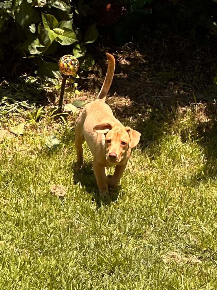 Peanut (AL) Image