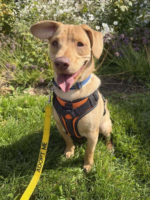 Peanut (AL), Labrador Retriever / Mixed