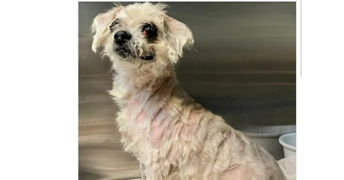 Ruffy (NYC), an adoptable Unknown breed in New York, NY