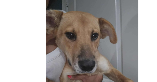 Rosie (TX) aka Rosy