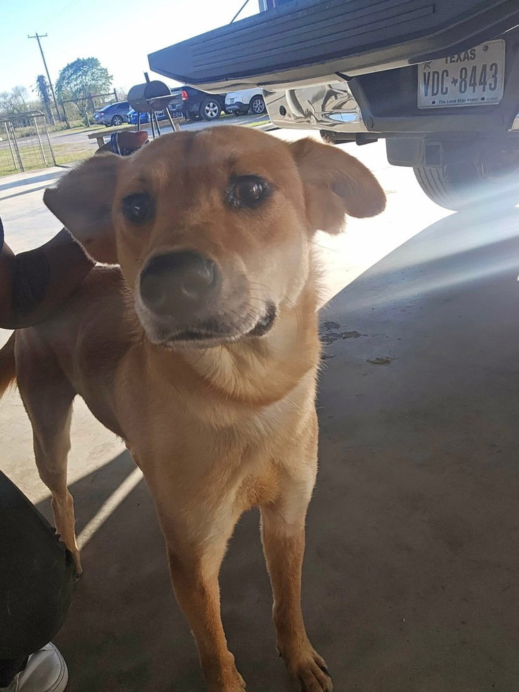 Rosie (TX) aka Rosy