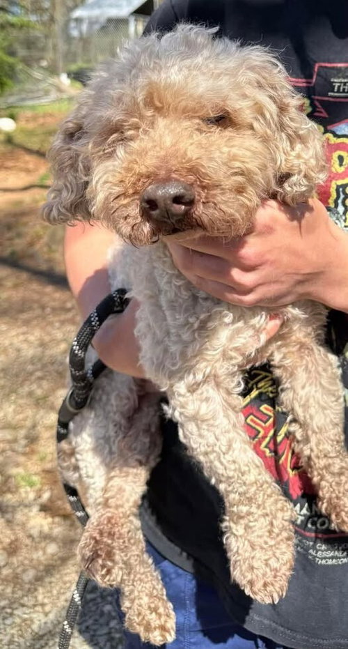 Lucky (GA), an adoptable Poodle in New York, NY