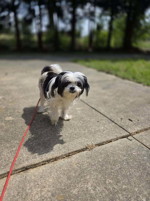 Panda (GA), an adoptable Shih Tzu in New York, NY
