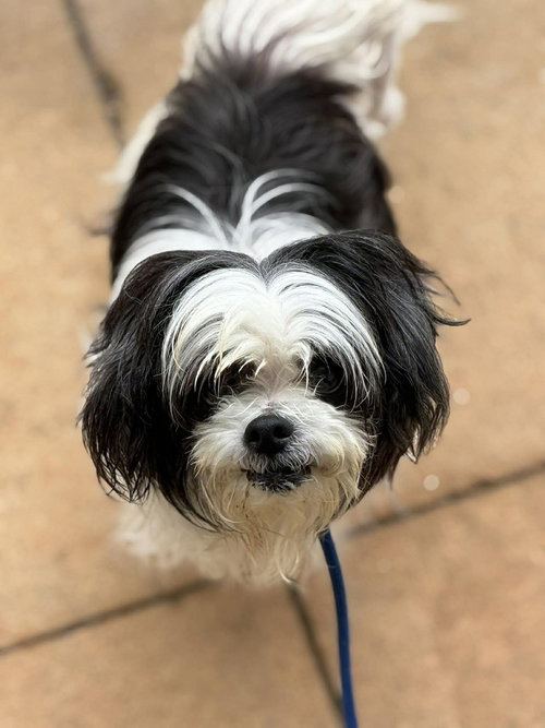 picture of the dog needing adoption