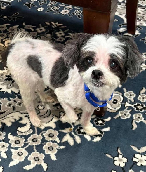 Panda (GA), an adoptable Shih Tzu in New York, NY