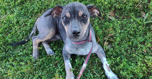 picture of the dog needing adoption