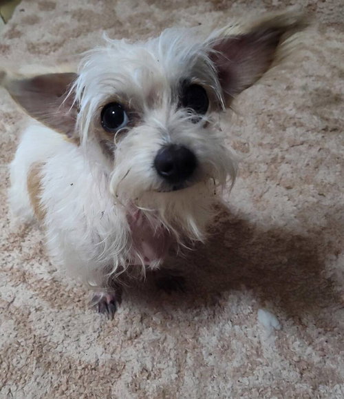 Dorothy (TX), an adoptable Terrier in New York, NY