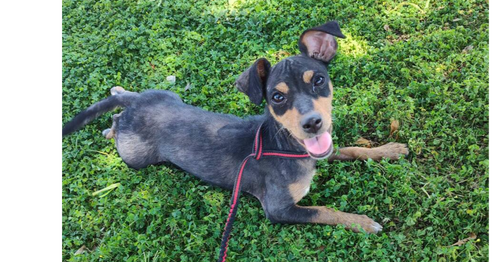 picture of the dog needing adoption
