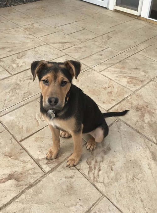 picture of the dog needing adoption