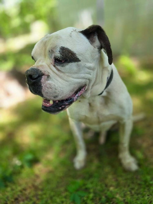 picture of the dog needing adoption