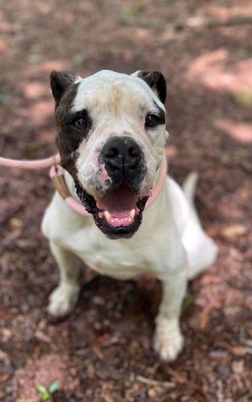 Ryder (GA), an adoptable American Bulldog in New York, NY