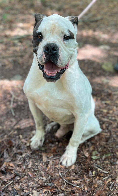 RYDER (GA) - American Bulldog available for adoption