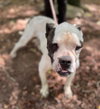 Ryder (GA) - Photo 3