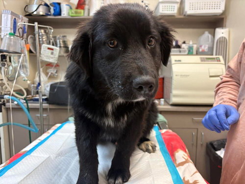 Smokey (GA), an adoptable Newfoundland Dog in New York, NY