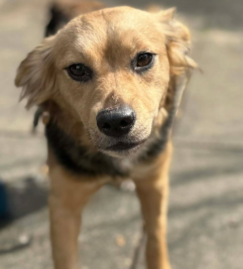 Rosie (GA), an adoptable Spaniel in New York, NY