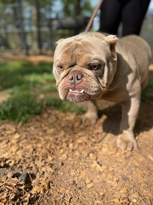 Gucci (GA), an adoptable English Bulldog in New York, NY