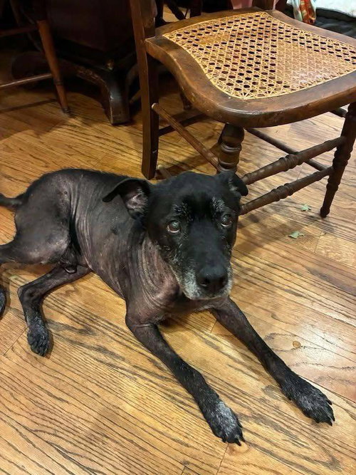 Beau (SC), an adoptable Labrador Retriever in New York, NY