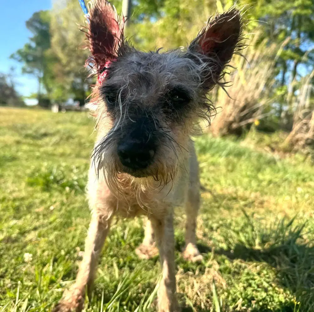 Zoe Ga - Poodle