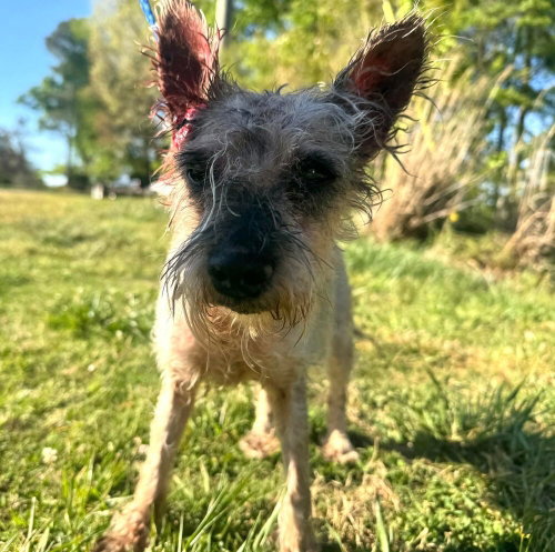 ZOE (GA) - Unknown for adoption in New York