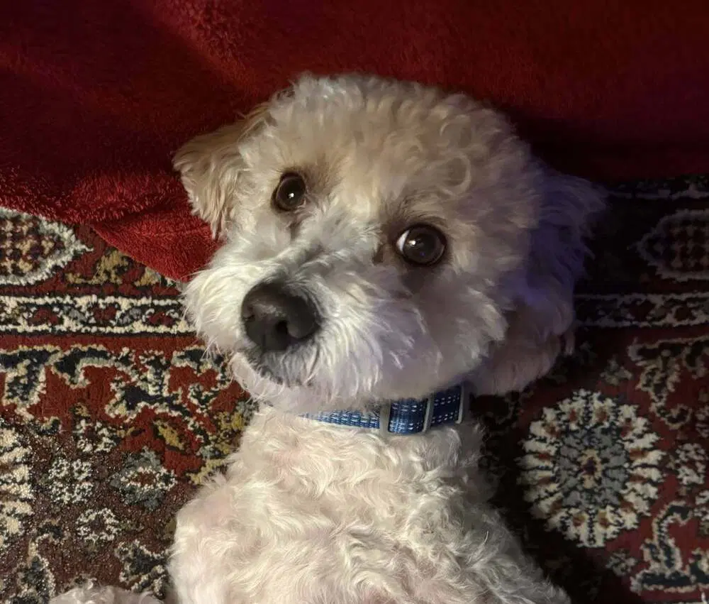 Cotton Ga - Poodle