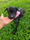 Melody (TX) - Photo 1