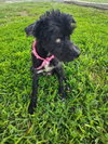 Melody (TX) - Photo 3