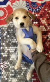 Muffin (AL) - Photo 1
