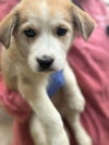 Muffin (AL) - Photo 2
